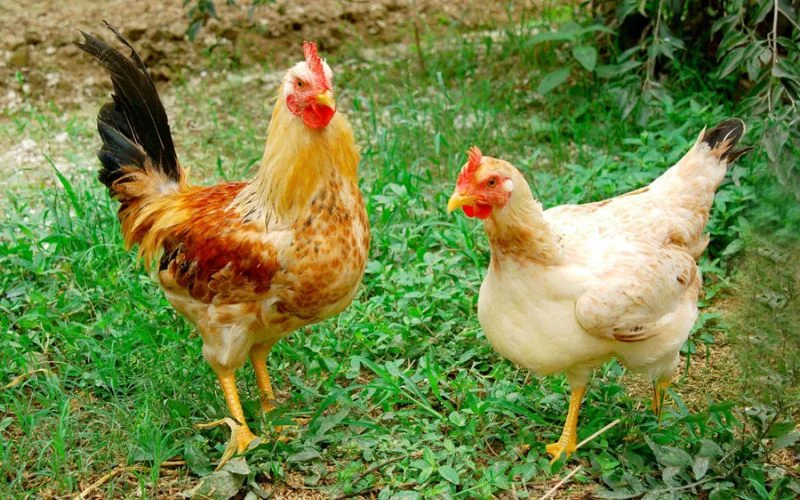 Free-range chicken with firm meat and thin, golden skin helps create a naturally light and sweet pho broth