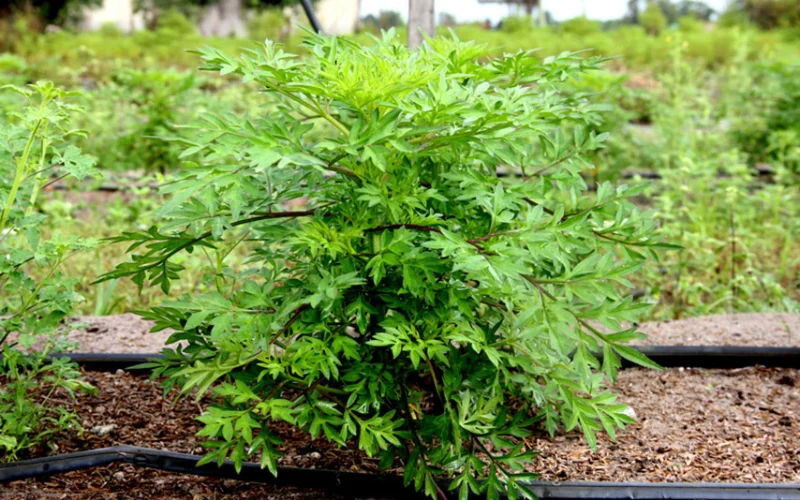 Rau sao nhái có lá xẻ nhỏ, vị thanh và mùi thảo mộc nhẹ