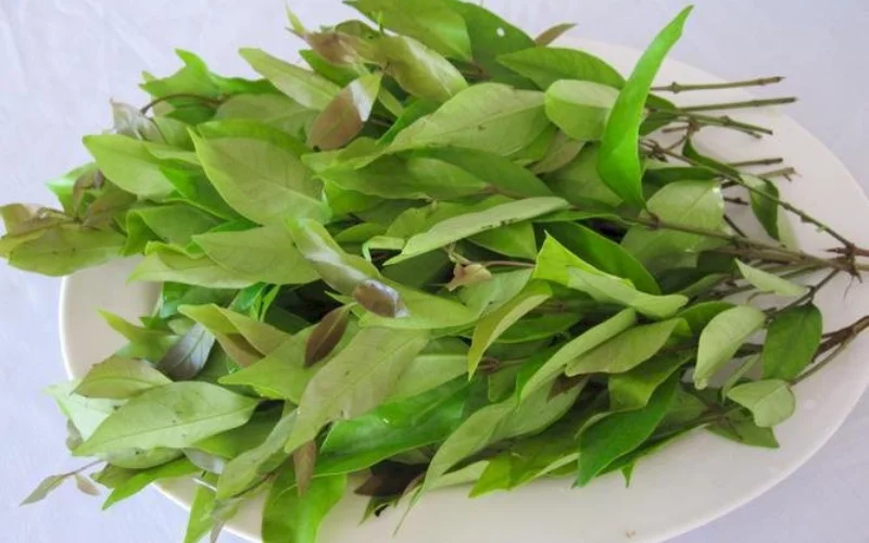 Đọt cóc non có độ giòn cùng vị chua thanh dễ nhận biết
