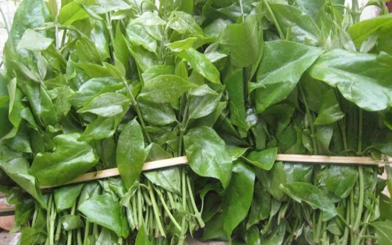 Rau săng máu được sử dụng chủ yếu ở phần đọt và lá non