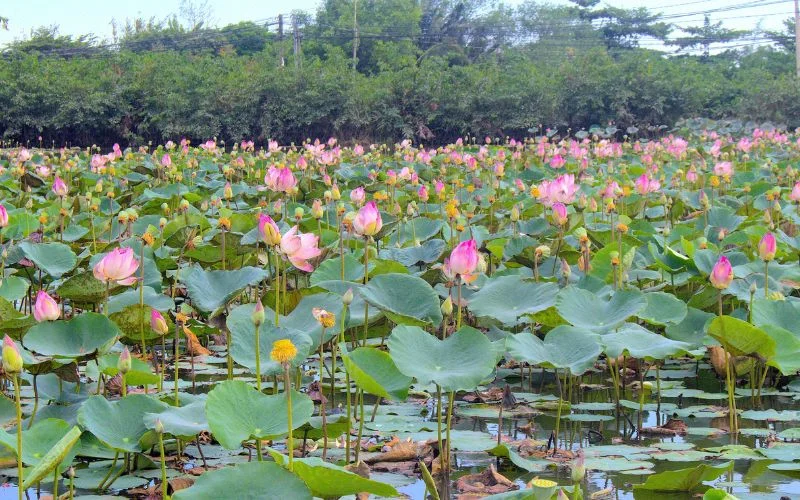 Sen vào mùa tạo nguồn cảm hứng cho nhiều món ăn từ sen trong ẩm thực Việt