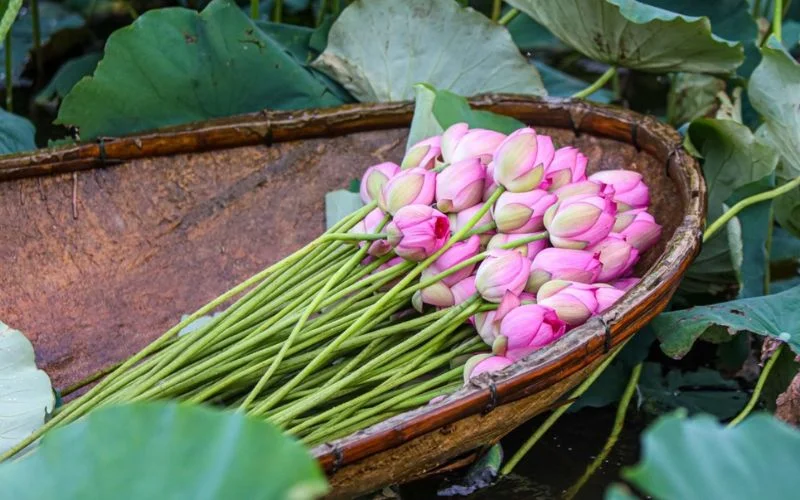 Nhiều bộ phận của cây sen đều có thể được tận dụng để chế biến món ăn